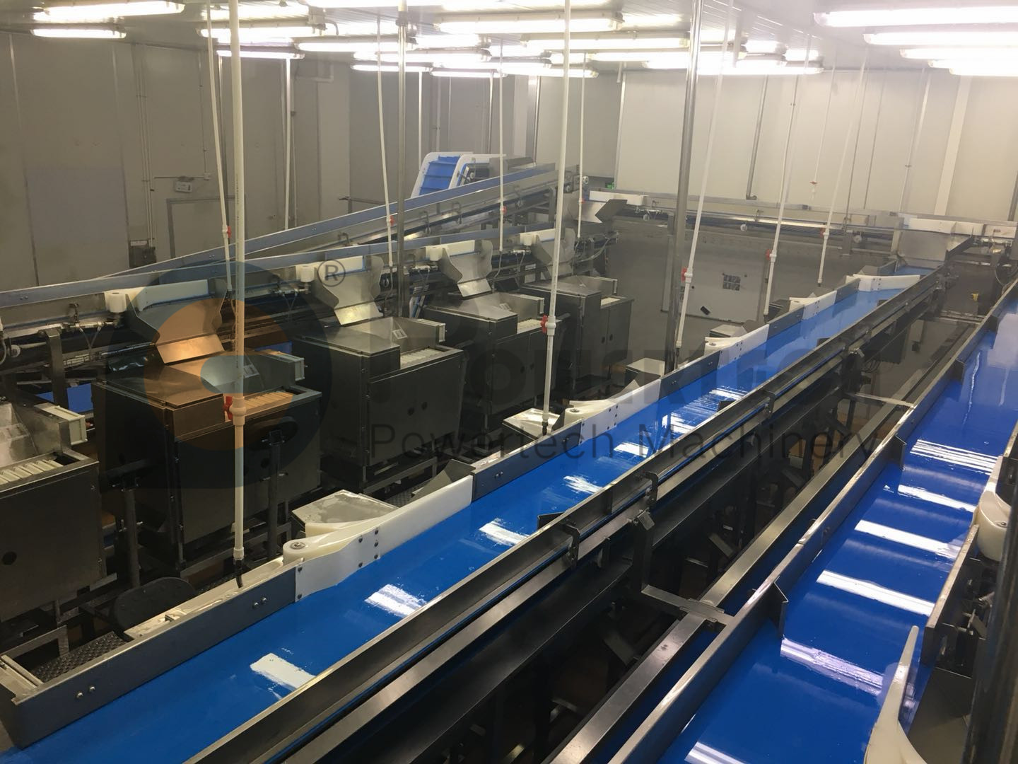 Línea de procesamiento de desvenado Vannmei de fácil operación completamente automática